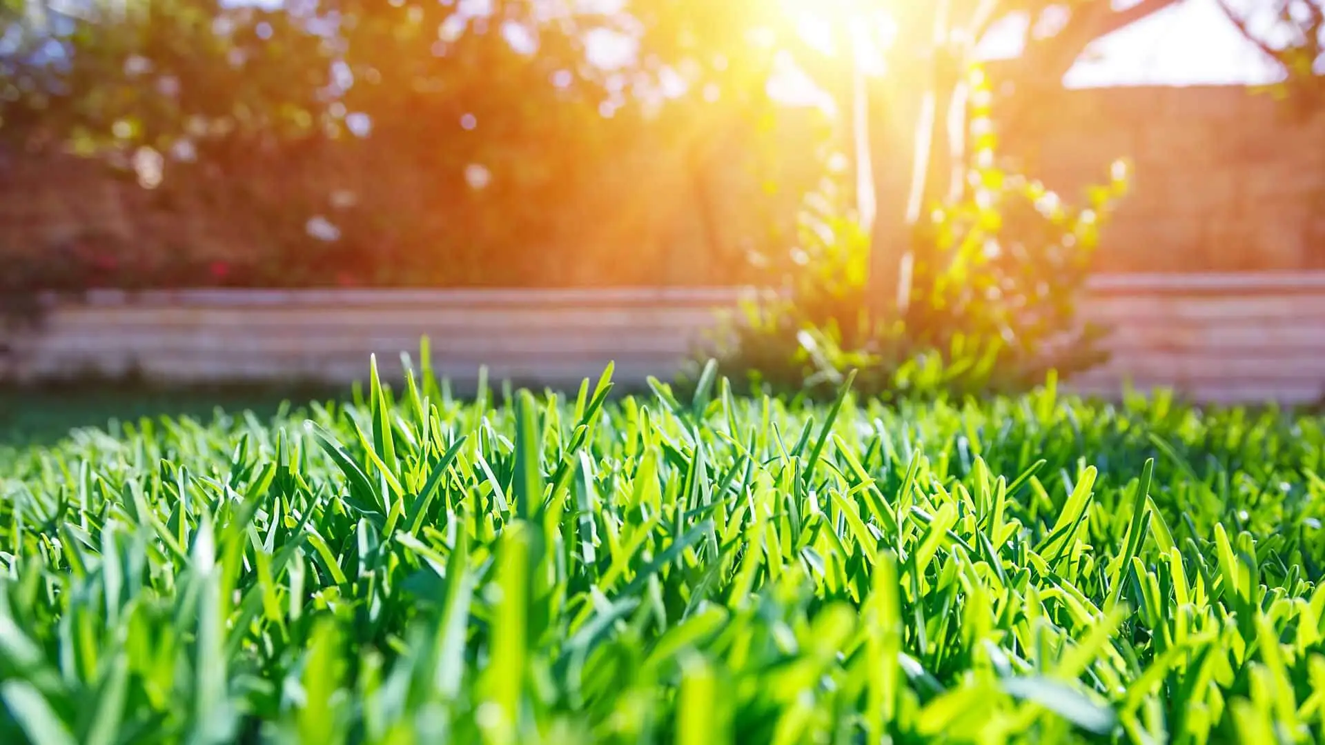 Grass with sunshine.