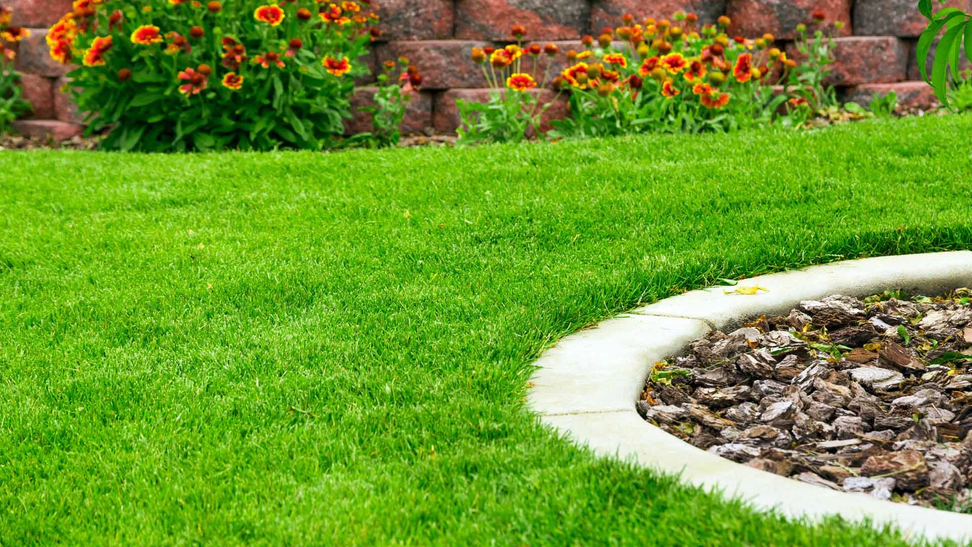 Thick green yard with lawn fertilization treatment.